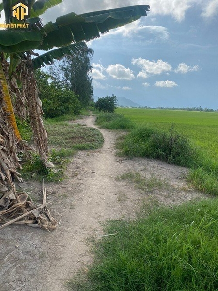 [NP117] Bán 16 công ruộng - xã Bình Thành -H.Thoại Sơn