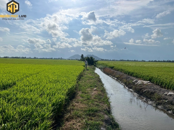 [NP117] Bán 16 công ruộng - xã Bình Thành -H.Thoại Sơn