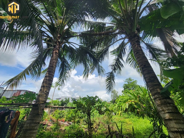[NP121] Bán đất P.Mỹ Khánh- MT Võ Văn Hoài ( lộ liên xã )