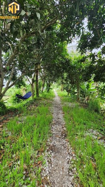 BÁN ĐẤT RUỘNG TÂY AN - BỜ HỒ