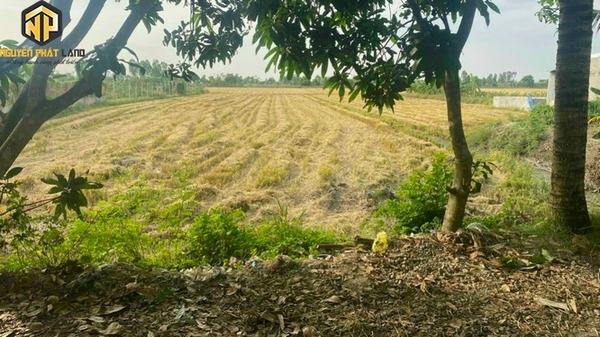 BÁN ĐẤT RUỘNG TÂY AN - BỜ HỒ