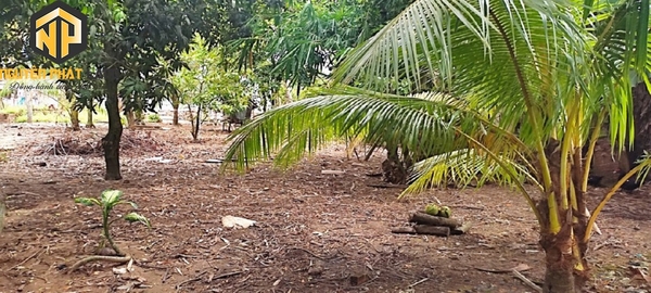 BÁN 2,5 CÔNG ĐẤT MT QL 91- GIÁ MỀM [B.QL91CT.1]