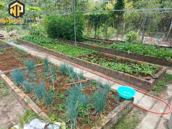 BÁN BIỆT THỰ MINI GIÁ SỐC - PHƯỜNG MỸ HÒA [B.ĐMC.1]