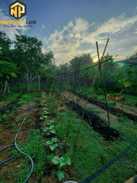 BÁN BIỆT THỰ MINI GIÁ SỐC - PHƯỜNG MỸ HÒA [B.ĐMC.1]