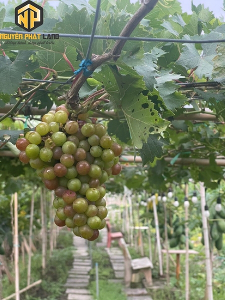 Bán 5 công đất - khu sinh thái Phú Hoà [B.ĐTHOAISON.2]