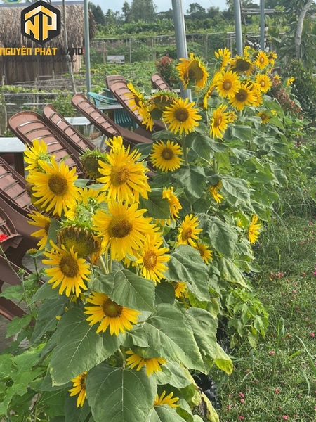 Bán 5 công đất - khu sinh thái Phú Hoà [B.ĐTHOAISON.2]