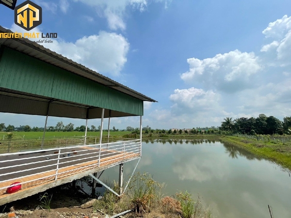 Bán 5 công đất đã lên vườn đường oto Phú Hòa, Thoại Sơn [B.TL943TS.3]