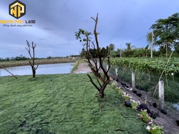 Bán 5 công đất đã lên vườn đường oto Phú Hòa, Thoại Sơn [B.TL943TS.3]