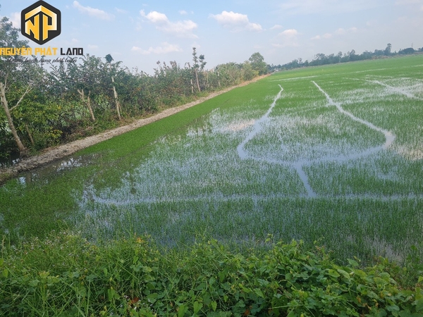 Bán Hơn 4 Công Đất Lúa Đường Mương Bà Hai, Mỹ Hòa [ B.ĐMBH.1]