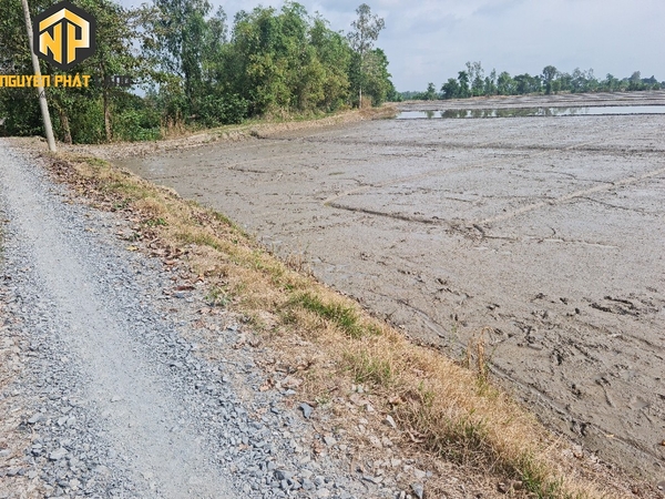 Bán Hơn 4 Công Đất Lúa Đường Mương Bà Hai, Mỹ Hòa [ B.ĐMBH.1]