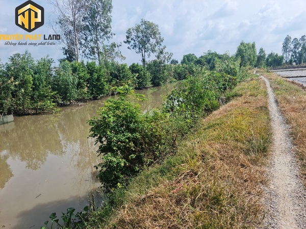 Bán Hơn 4 Công Đất Lúa Đường Mương Bà Hai, Mỹ Hòa [ B.ĐMBH.1]