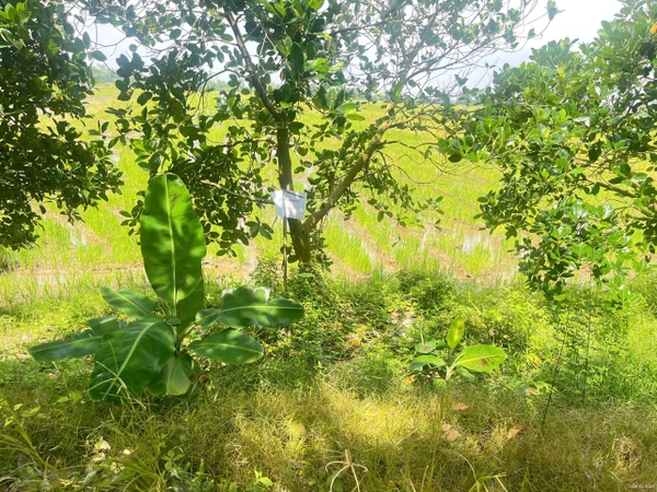 🔰 Bán 12 Công Đất Ruộng Đường Liên Xã Mỹ Khánh - Giá Chỉ 2xx Triệu/Công!