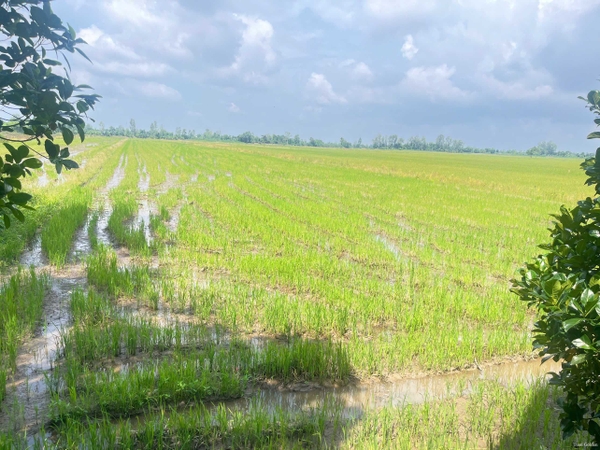 🔰 Bán 12 Công Đất Ruộng Đường Liên Xã Mỹ Khánh - Giá Chỉ 2xx Triệu/Công!