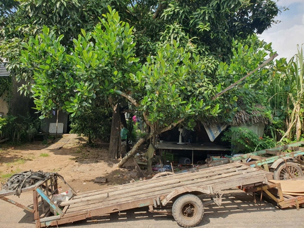 🔰 Bán Nền Đất 87.1m² Đường Số 1 KDC Ba Khuỳnh, Mỹ Thạnh - Tiềm Năng Lớn!