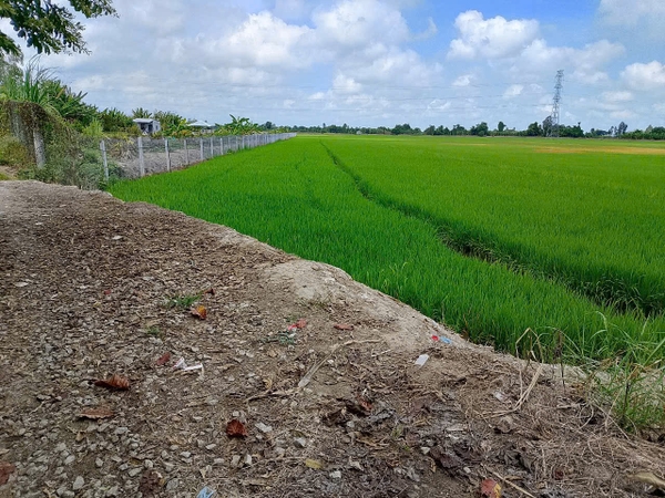 🔰 Bán 5 Công Đất Ruộng Lớn Đường Tây An Bờ Hồ, Mỹ Thới - Giá Rẻ!