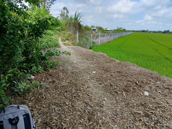 🔰 Bán 5 Công Đất Ruộng Lớn Đường Tây An Bờ Hồ, Mỹ Thới - Giá Rẻ!