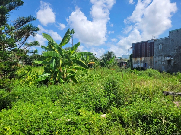 🔰 Bán Lô Đất Vườn Trần Cảnh Nối Dài, Mỹ Hòa - Đã San Lấp Cao Ráo!