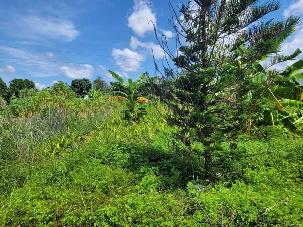 🔰 Bán Lô Đất Vườn Trần Cảnh Nối Dài, Mỹ Hòa - Đã San Lấp Cao Ráo!