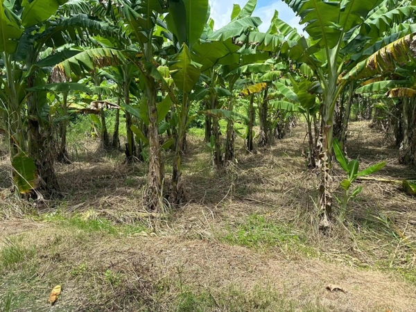 🔰 Bán Đất Làm Vườn Lộ Ô Tô - Khu Đức Thành 4, Mỹ Thới!