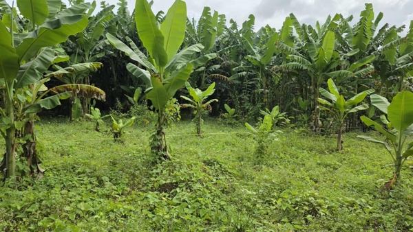 🔰 Bán Đất Làm Vườn Lộ Ô Tô - Khu Đức Thành 4, Mỹ Thới!