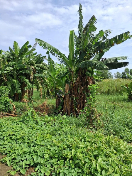 🔰 Bán 7 Công Đất Kênh Đức Thành, Mỹ Thới - Gần Tuyến Tránh!