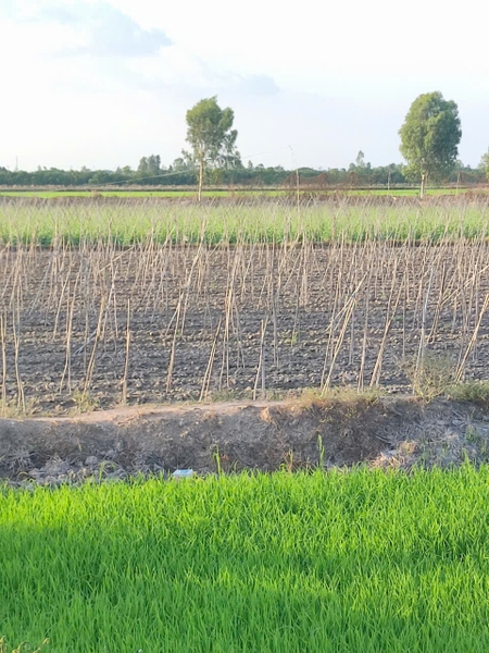 Bán Đất Ruộng Lớn 20.000m² (20 Công) Phú Thuận, Thoại Sơn - Lộ Đá Xe Tải 500kg Vào Tới Đất!