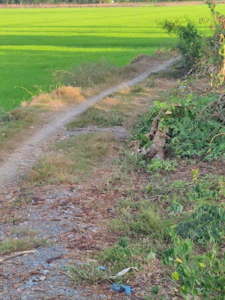 Bán Đất Ruộng Lớn 20.000m² (20 Công) Phú Thuận, Thoại Sơn - Lộ Đá Xe Tải 500kg Vào Tới Đất!