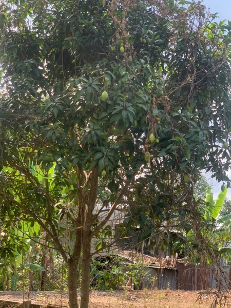 🚚 CHO THUÊ ĐẤT 445m² – MẶT TIỀN LÊ TRỌNG TẤN, KDC TIẾN ĐẠT – CHỈ 12TR/THÁNG!