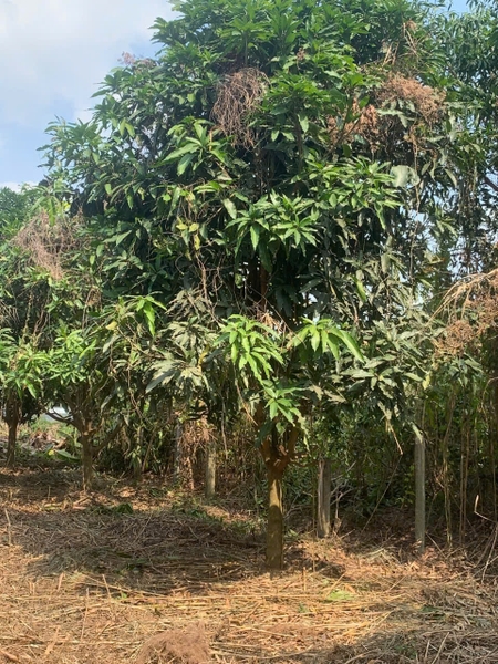 🚚 CHO THUÊ ĐẤT 445m² – MẶT TIỀN LÊ TRỌNG TẤN, KDC TIẾN ĐẠT – CHỈ 12TR/THÁNG!