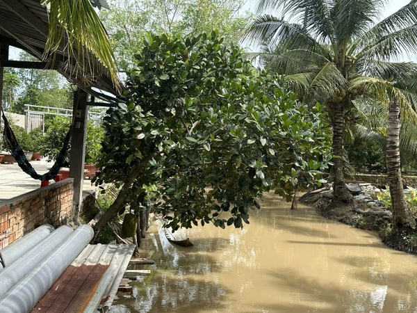 🌳 BÁN 2.843m² ĐẤT VƯỜN RỘNG RÃI – PHƯỜNG MỸ THỚI (GẦN TUYẾN TRÁNH