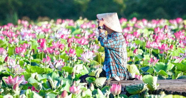 Ninh Bình Tháng 7 - Lặng Ngắm Mùa Sen Nở