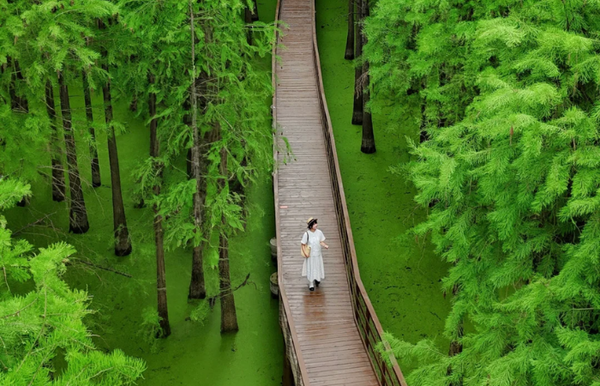 Toàn tập khám phá Hồ Thanh Sơn – “rừng matcha xanh mướt” ở Hàng Châu