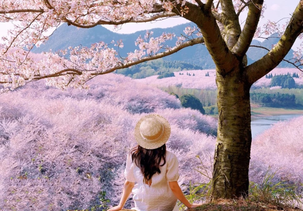 KHÁM PHÁ QUÝ CHÂU - MÙA HOA ANH ĐÀO ĐẸP TỰA CỔ TÍCH