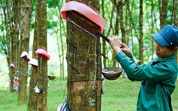 FPTS | BÁO CÁO CẬP NHẬT DPR