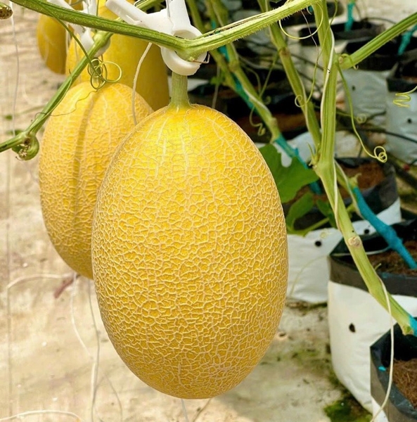 Cách nhận biết dưa lưới Hoàng Kim và dưa lê Kim Hoàng Hậu
