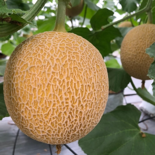 Giá dưa lưới vàng trên thị trường hiện nay là bao nhiêu?