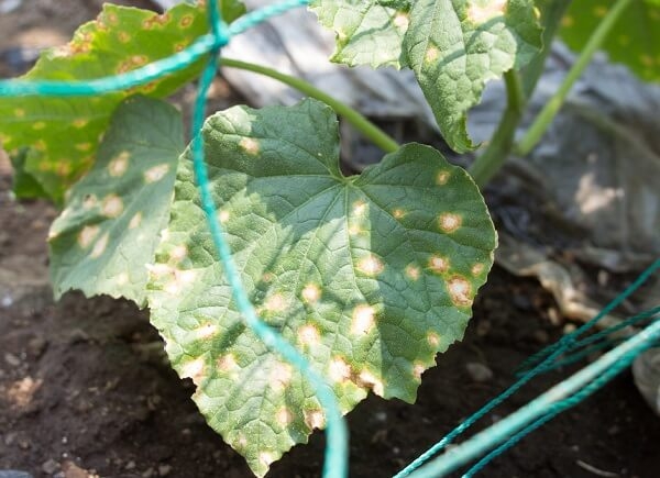 7 Loại bệnh trên cây dưa lưới thường gặp và cách phòng