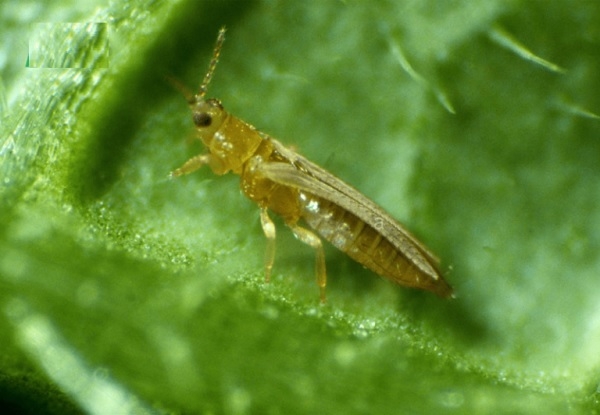 Bọ trĩ hại dưa lưới và phương pháp phòng trị hiệu quả