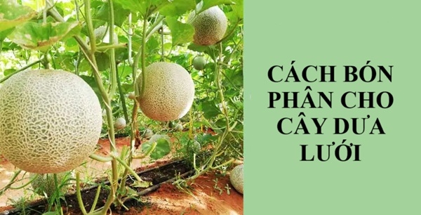 Cách bón phân cho cây dưa lưới luôn xanh tươi, năng suất tốt