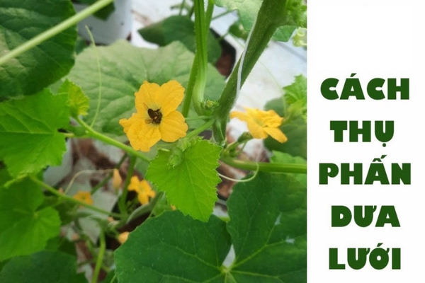 Cách thụ phấn cho dưa lưới đúng kỹ thuật, đạt hiệu quả cao