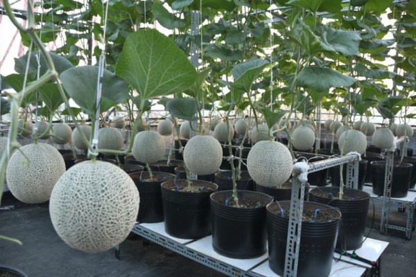 Cách trồng dưa lưới đúng kỹ thuật, cho năng suất cao