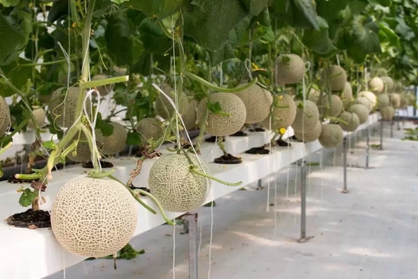 Cách trồng dưa lưới thủy canh hiện đại dễ thực hiện