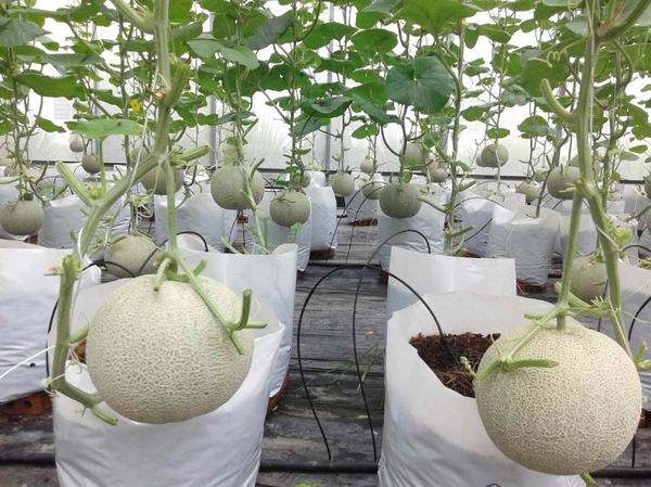 Cách trồng dưa lưới trong chậu, thùng xốp cho quả ngọt