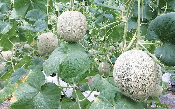 Kỹ thuật trồng dưa lưới ngoài trời đạt năng suất cao