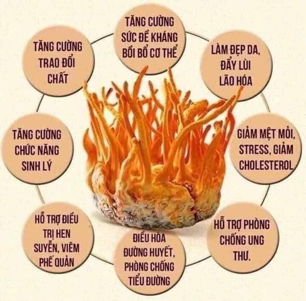 nam-dong-trung-ha-thao-kho-loai-vip-nhat-c23040311