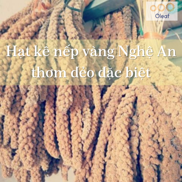Hạt Kê Nếp Vàng Nghệ An Đã Tách Vỏ, Sạch Sạn, Non GMO, Dẻo Thơm Đặc Biệt (Hạt Nhỏ/Hạt to) - OLEAF Hạt Dinh Dưỡng