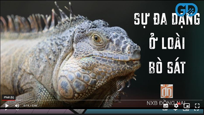 Video mô tả đa dạng bò sát