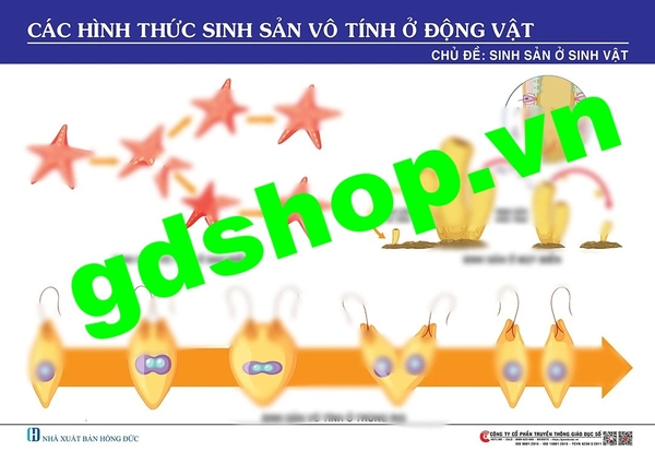 Các hình thức sinh sản vô tính ở động vật