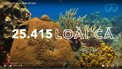 Video mô tả đa dạng cá