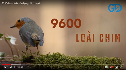 Video mô tả đa dạng chim